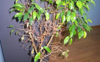 Ficus diseases: causes, signs, treatment How to cure ficus leaves
